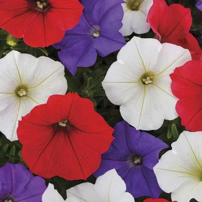 Petunia Seeds - 50 Red White Purple Mix - Petunia x hybrida Flower Seeds for Garden, Containers & Hanging Baskets