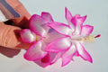 Christmas Cactus Starter Plant - May Queen Schlumbergera Truncata in 4-inch pot, Pink and White Blooms, Indoor Houseplant