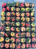 Live Gymnocalycium LB 2178 Hybrid Cactus - Rare Thailand Succulent