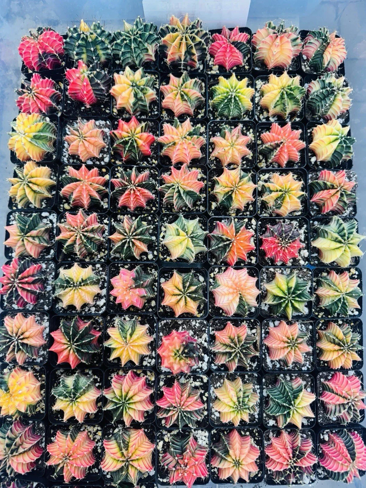 Live Gymnocalycium LB 2178 Hybrid Cactus - Rare Thailand Succulent