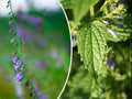 Skullcap Herb Seeds - Medicinal, Over 100 Non-GMO Scutellaria lateriflora Seeds for Herbal Tea & Remedies