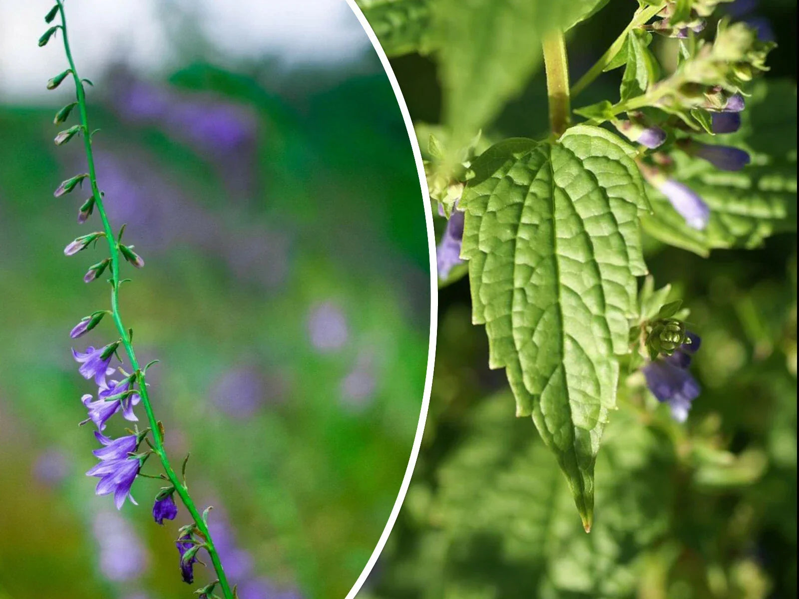 Skullcap Herb Seeds - Medicinal, Over 100 Non-GMO Scutellaria lateriflora Seeds for Herbal Tea & Remedies
