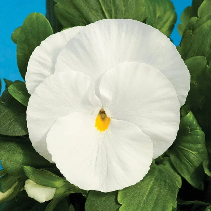 Pansy Seeds - 50 Pure White Viola tricolor var. hortensis - Garden Flower Seeds for Borders & Containers