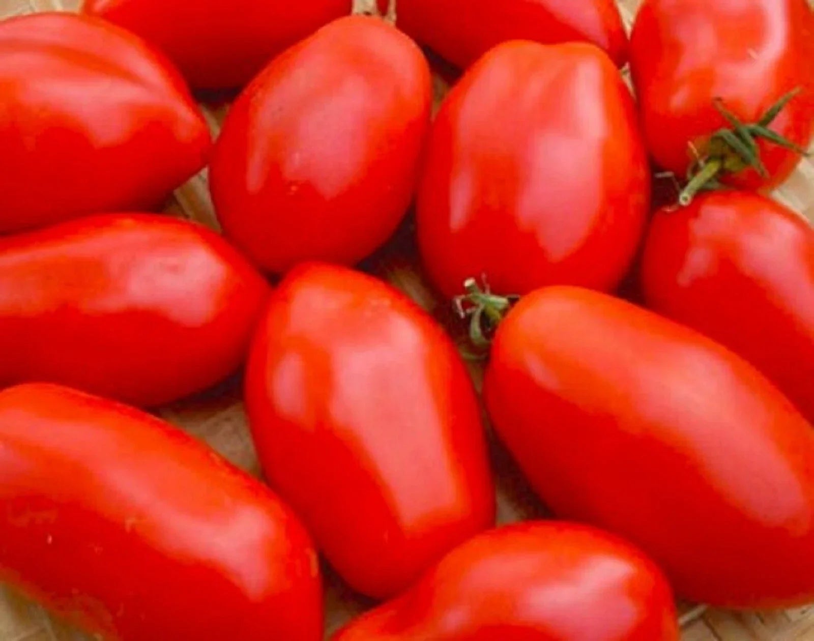 Napoli Tomato Seeds - Non-GMO Vegetable Seeds for Home Garden, Solanum lycopersicum, Bush-Type, Juicy Tomatoes