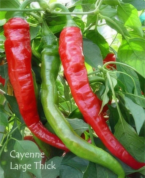 Cayenne Pepper Seeds - Organic Heirloom Large Red Hot Capsicum annuum - 50+ Seeds for Spicy Culinary Use