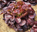 Oakleaf Red Lettuce Seeds - 4g Loose-Leaf Lactuca sativa Heirloom Non-GMO for Salad Gardens