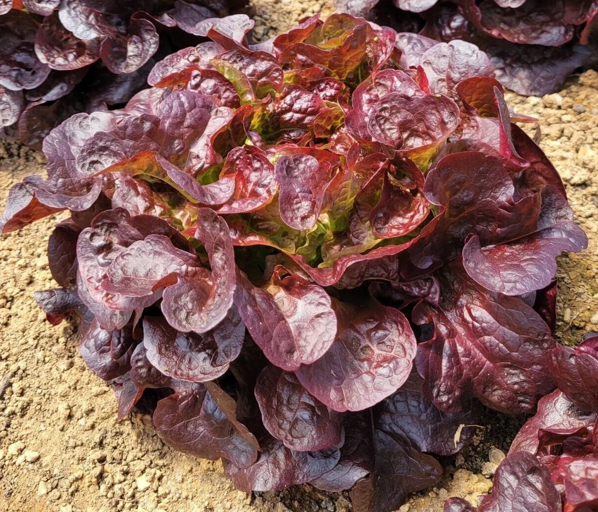Oakleaf Red Lettuce Seeds - 4g Loose-Leaf Lactuca sativa Heirloom Non-GMO for Salad Gardens