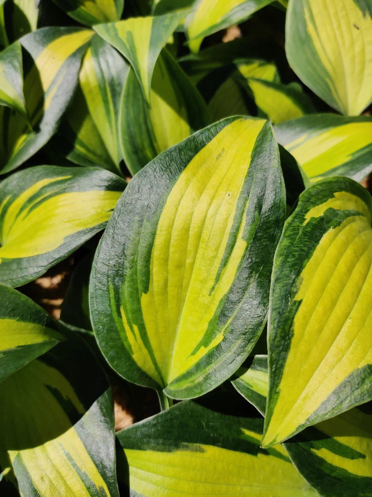 Hosta Party Popper Plant in 5.25" Pot | Colorful Shade Perennial