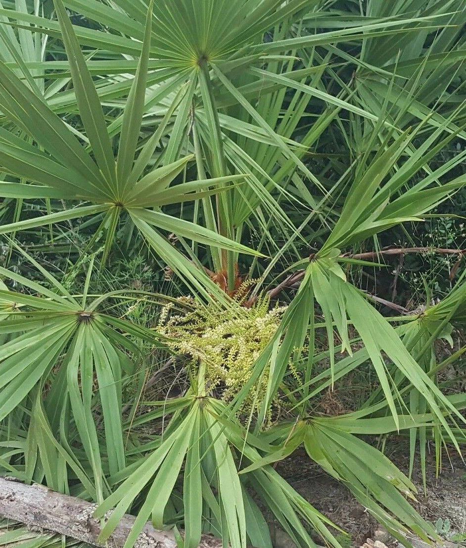 Saw Palmetto Seeds | 10 Pack | Serenoa repens | Florida Native Herb for Tincture & Garden Cultivation