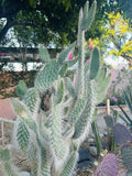 Hairy Cactus Cuttings - Snow Opuntia Old Man Fuzzy Plant Pads 6-12 inches, Succulent, Drought Tolerant, Indoor Outdoor Garden, Opuntia microdasys