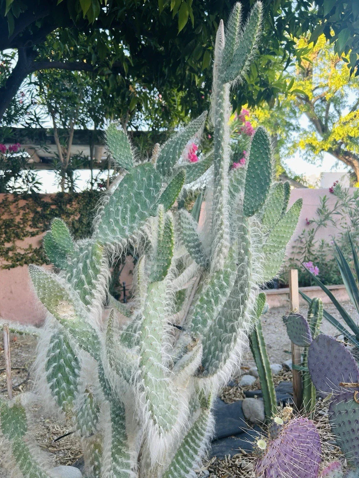 Hairy Cactus Cuttings - Snow Opuntia Old Man Fuzzy Plant Pads 6-12 inches, Succulent, Drought Tolerant, Indoor Outdoor Garden, Opuntia microdasys