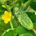 Organic Pickling Cucumber Seeds - 100 Count, Cucumis sativus, Non-GMO, USA Grown, Vining, for Home Gardening & Fresh Pickles