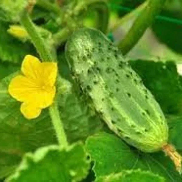 Organic Pickling Cucumber Seeds - 100 Count, Cucumis sativus, Non-GMO, USA Grown, Vining, for Home Gardening & Fresh Pickles