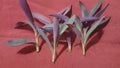 Purple Heart Wandering Jew Plant Cuttings - 5 Live Trailing Cuttings, Tradescantia pallida, Indoor & Outdoor Gardening