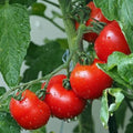 Ace 55 Tomato Seeds - Heirloom, Non-GMO, Juicy, Indeterminate Solanum lycopersicum, 60+ Seeds for Home Garden