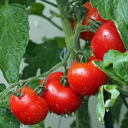 Ace 55 Tomato Seeds - Heirloom, Non-GMO, Juicy, Indeterminate Solanum lycopersicum, 60+ Seeds for Home Garden