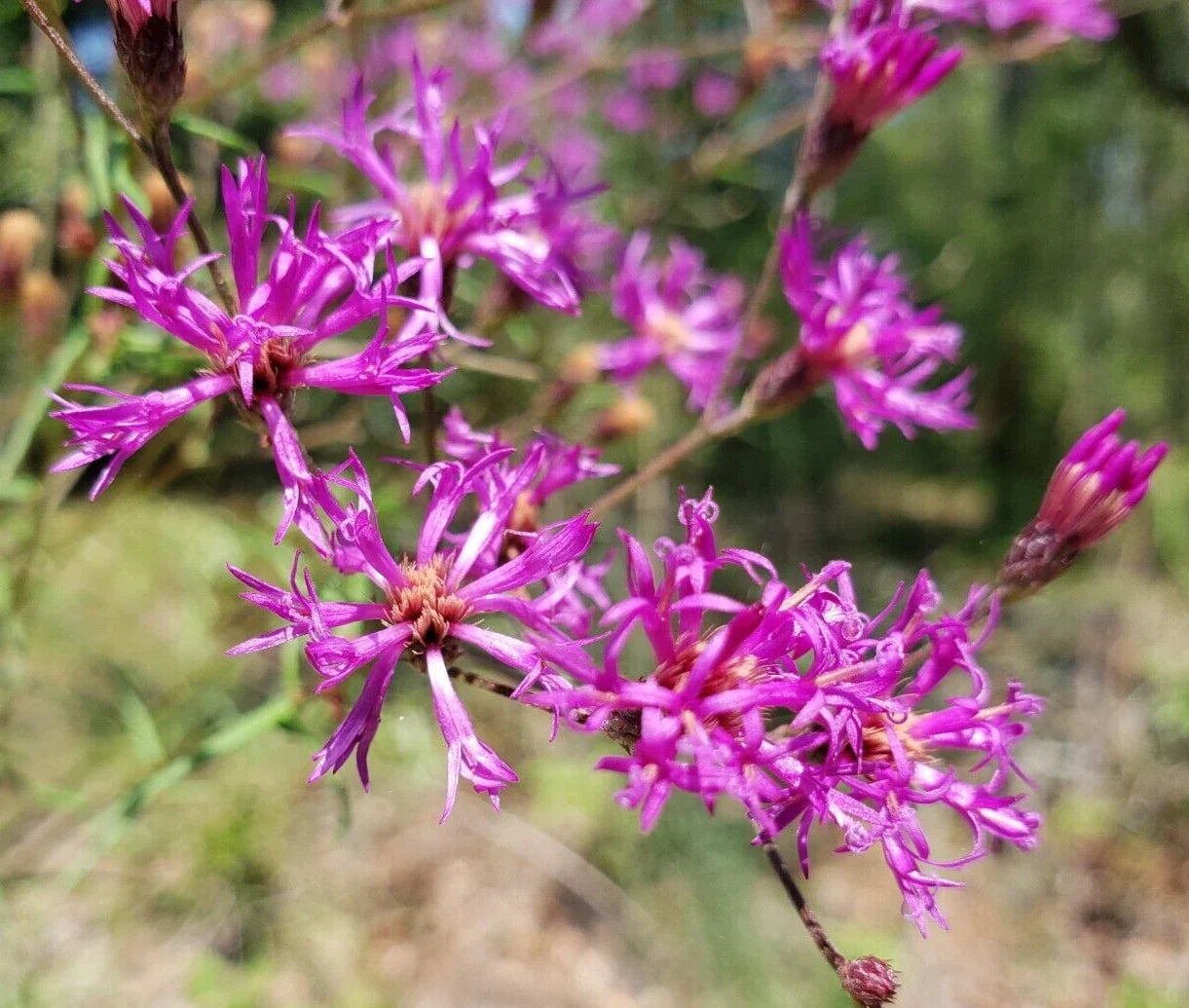 Florida Ironweed Seeds - Vernonia angustifolia Native Wildflower Pack of 25 for Pollinator Gardens