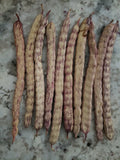 Honey Mesquite Seed Pods - 10 Pack, Drought Tolerant Legumes, Prosopis glandulosa, Xeriscape, Native Plant, Wildlife Support