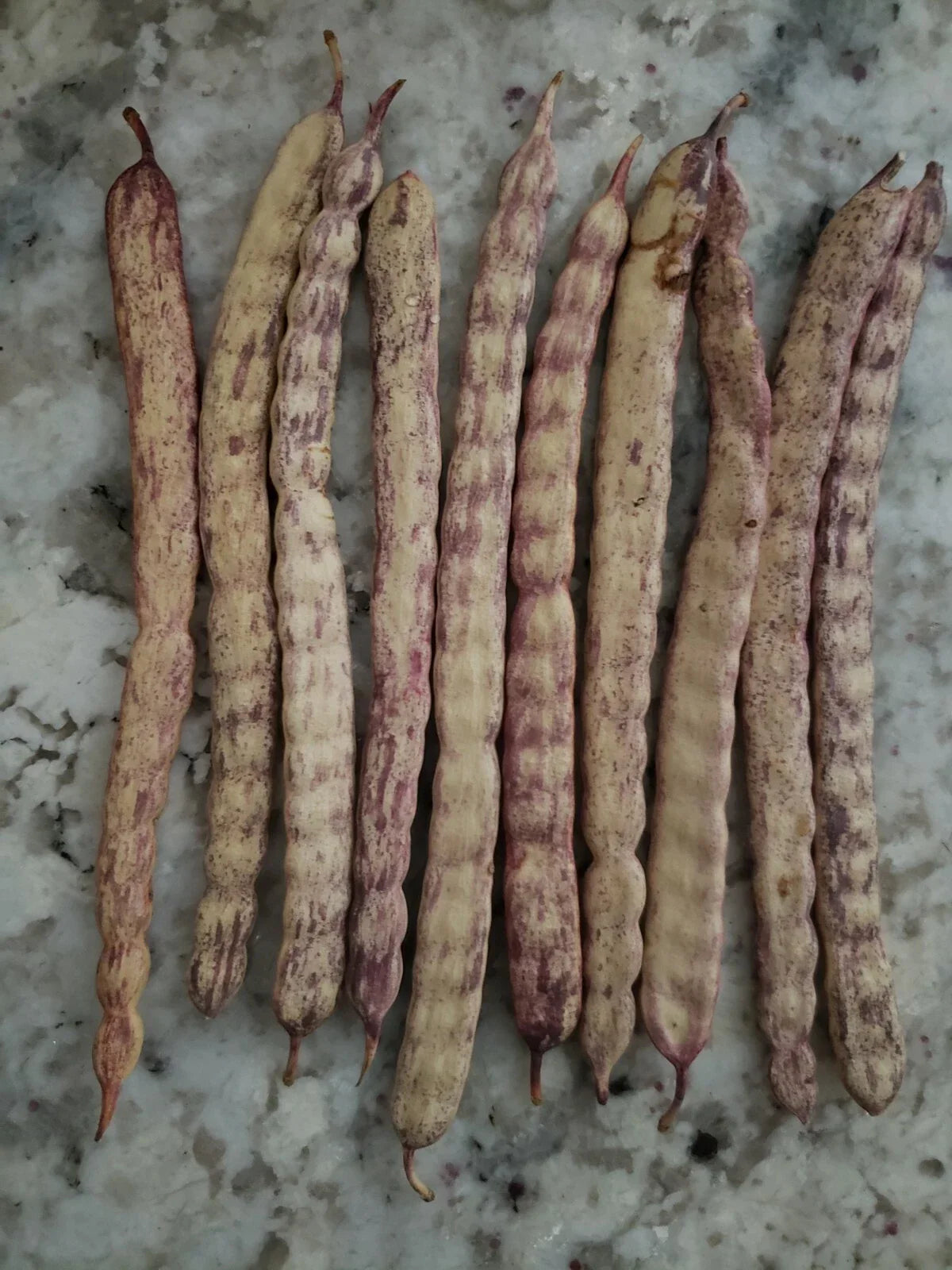 Honey Mesquite Seed Pods - 10 Pack, Drought Tolerant Legumes, Prosopis glandulosa, Xeriscape, Native Plant, Wildlife Support