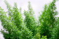 Emerald Fern Seeds - Foxtail Fern, Asparagus sprengeri, Indoor/Outdoor Garden Plant, 6 Seeds