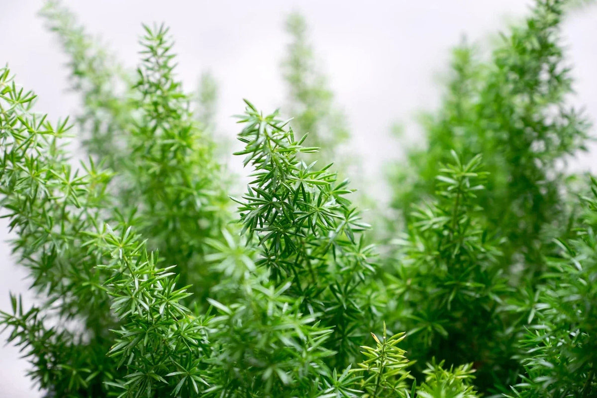 Emerald Fern Seeds - Foxtail Fern, Asparagus sprengeri, Indoor/Outdoor Garden Plant, 6 Seeds