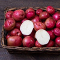 Red Norland Seed Potatoes for Planting, Early Maturing, Solanum tuberosum, Home Garden, Vegetable Crop, Certified Disease-Free