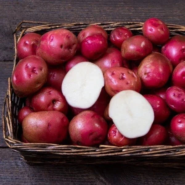 Red Norland Seed Potatoes for Planting, Early Maturing, Solanum tuberosum, Home Garden, Vegetable Crop, Certified Disease-Free