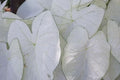 Caladium Bulbs for Planting – 2 Bulbs – Fancy Varieties – Caladium bicolor – Tropical Foliage, Shade Garden, Easy to Grow