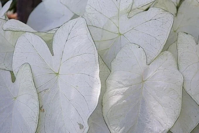 Caladium Bulbs for Planting – 2 Bulbs – Fancy Varieties – Caladium bicolor – Tropical Foliage, Shade Garden, Easy to Grow