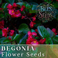 Bold Merlot Begonia Seeds - Non-GMO Flower Seeds for Garden & Containers - Begonia x tuberhybrida, Deep Red & Purple