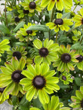 Rudbeckia Seeds Pack of 200+ | Enchanted Forest Variety | Black-eyed Susan | Rudbeckia hirta for Garden Planting