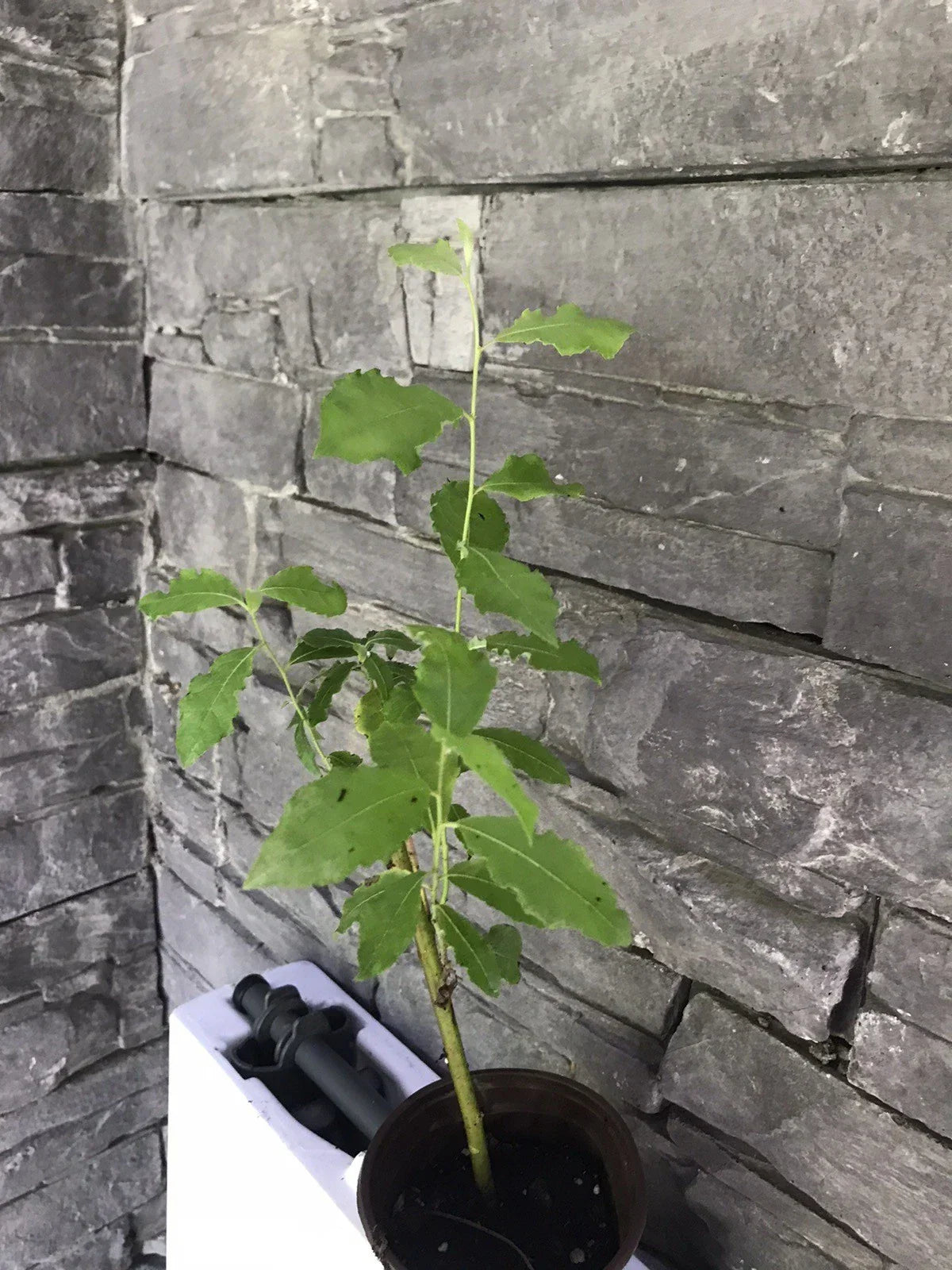 Pussy Willow Live Tree - Well Rooted, Salix discolor, Ornamental Easter Willow for Gardens & Landscaping