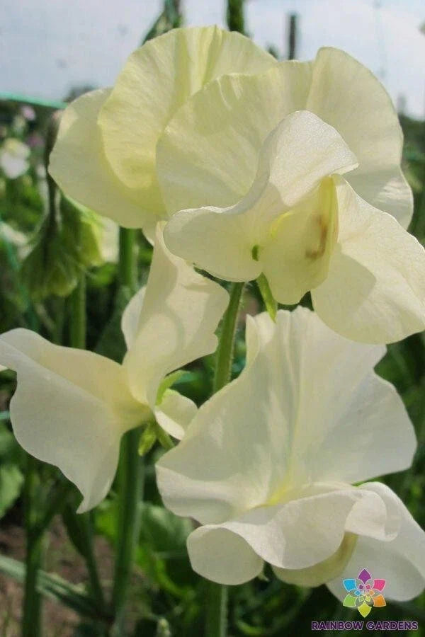 Sweet Pea Seeds Pack - Cornish Cream Variety - Climbing Flower Seeds - Lathyrus odoratus - Garden, Trellis, Container