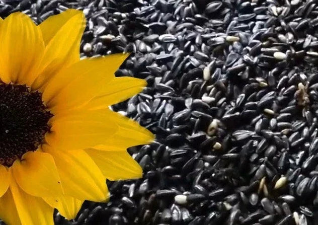 Sunflower Seeds - Black Oil Heirloom Non-GMO Pack of 10+ Helianthus annuus for Garden, Pollinators & Culinary Use