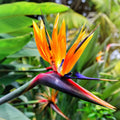 Organic Bird of Paradise Live Plant - 8in Pot - Orange Flowers - Strelitzia reginae - USA Grown