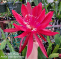Epiphyllum Cuttings - Unrooted 8-10 Inches Red Shadow Variety, Epiphyllum Hybrid for Indoor Garden