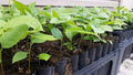 Pawpaw Tree Seedling - Live Plant - Asimina Triloba - Fruit-Producing, Deciduous, Garden Ready