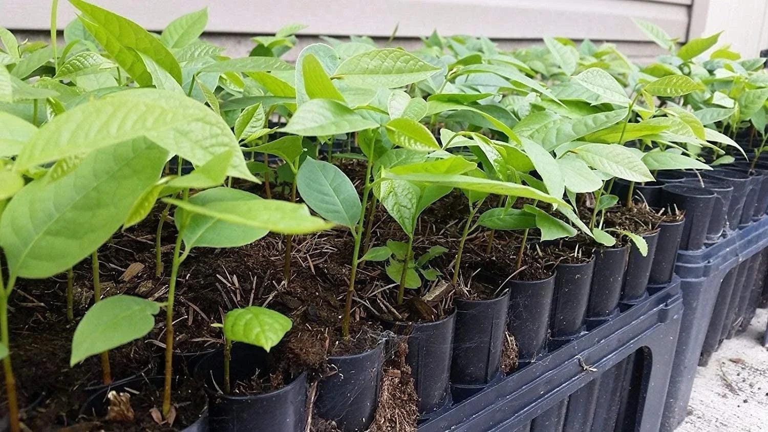 Pawpaw Tree Seedling - Live Plant - Asimina Triloba - Fruit-Producing, Deciduous, Garden Ready