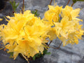 Aromi Azalea Starter Plant Lemon Lights Rhododendron Hybrid 4-inch pot, Yellow Fragrant Blooms, Low Maintenance Garden Shrub
