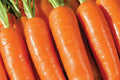 Musico Carrot Seeds - 1000+ Non-GMO Daucus carota Vegetable Seeds for Home Garden Planting