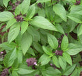 Thai Basil Seeds 600+ | Annual Herb for Culinary Use | Ocimum basilicum | Vietnamese & Thai Cooking