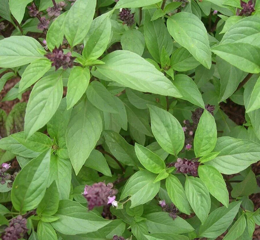 Thai Basil Seeds 600+ | Annual Herb for Culinary Use | Ocimum basilicum | Vietnamese & Thai Cooking