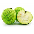 Osage Orange Seeds - Bulk Pack of 10-1000 Maclura pomifera for Natural Fencing, Wildlife Attraction, Erosion Control