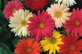 Gerbera Daisy Seeds - 200+ Count Jameson II Mix - Vibrant Colors for Garden, Borders & Containers - Gerbera jamesonii