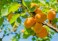 Apricot Tree Rooted Plant - 2 ft Tall Prunus armeniaca for Garden, Orchard, Fruit Production