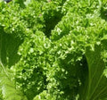 Old Fashioned Mustard Seeds - 500+ Non-GMO Brassica juncea Vegetable Garden Greens, Edible Leafy Greens