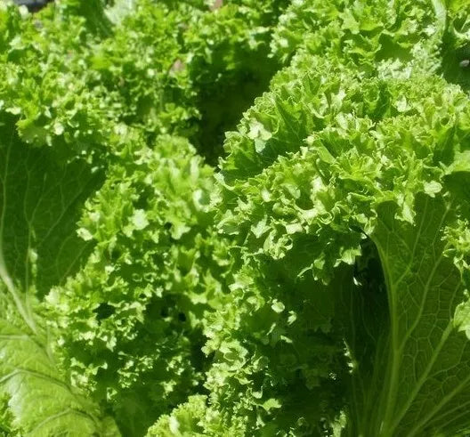 Old Fashioned Mustard Seeds - 500+ Non-GMO Brassica juncea Vegetable Garden Greens, Edible Leafy Greens