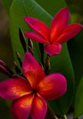 Red Root Plumeria Plant in 3 Inch Pot | Plumeria rubra Tropical Flowering Plant