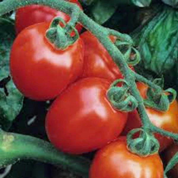 Italian Roma Tomato Seeds – Heirloom, Non-GMO, 500 Seeds for Home Gardening, Solanum lycopersicum