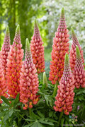 Towering Inferno Lupine Seeds - 25+ Pack, Vibrant Red and Orange Flowers, Lupinus polyphyllus, Perennial Garden Seeds